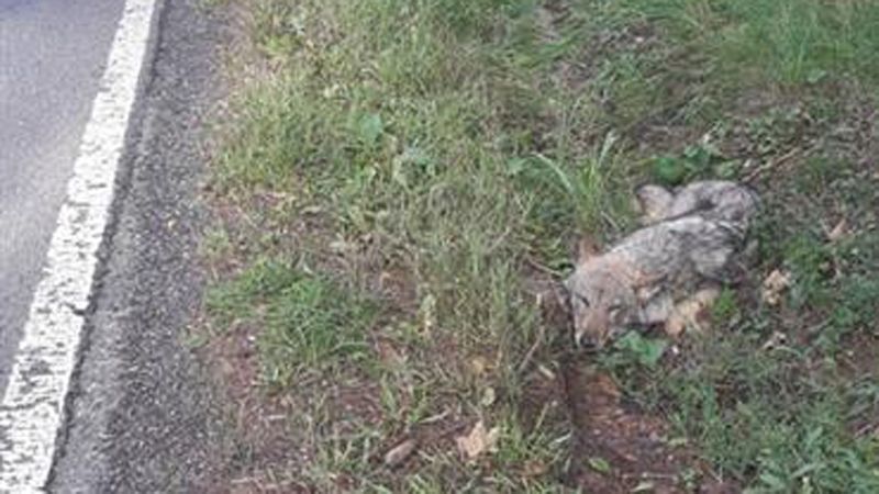 Houbaři našli v příkopu zraněného vlka